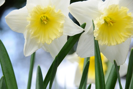 Spring Daffodills